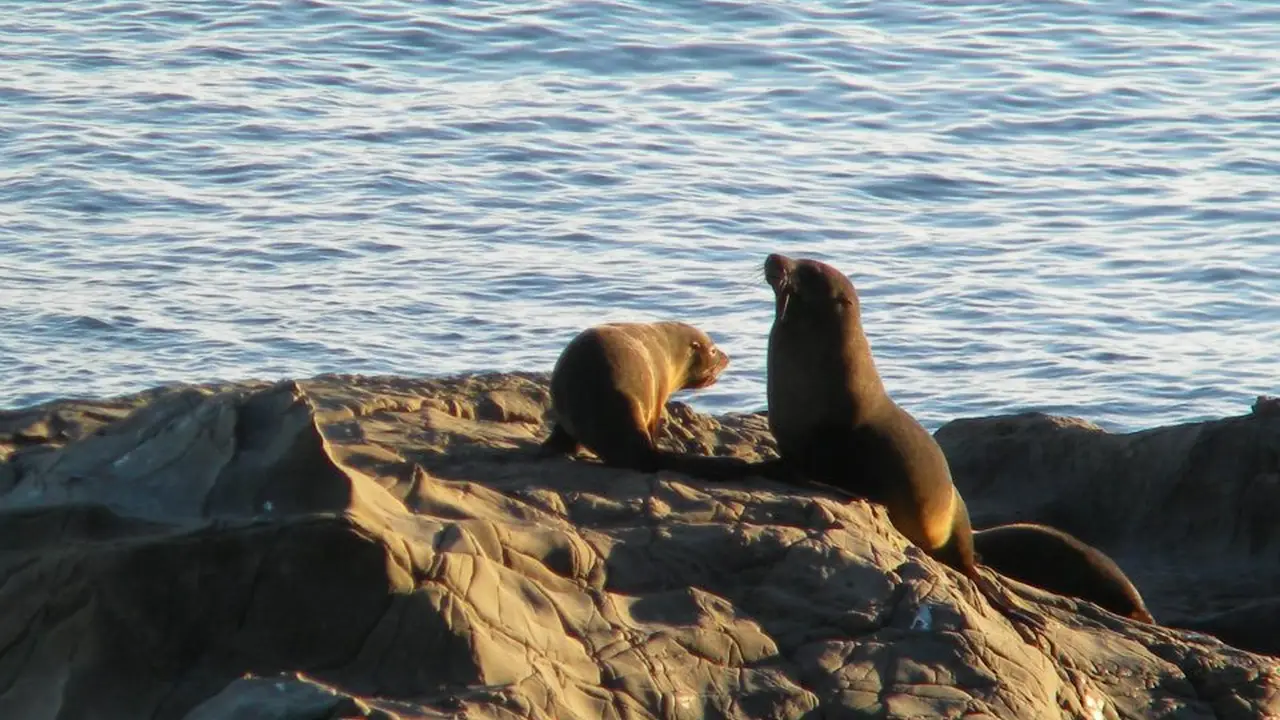 Seal Colonies New Zealand 7 Amazing Places to Visit